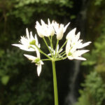 wild garlic